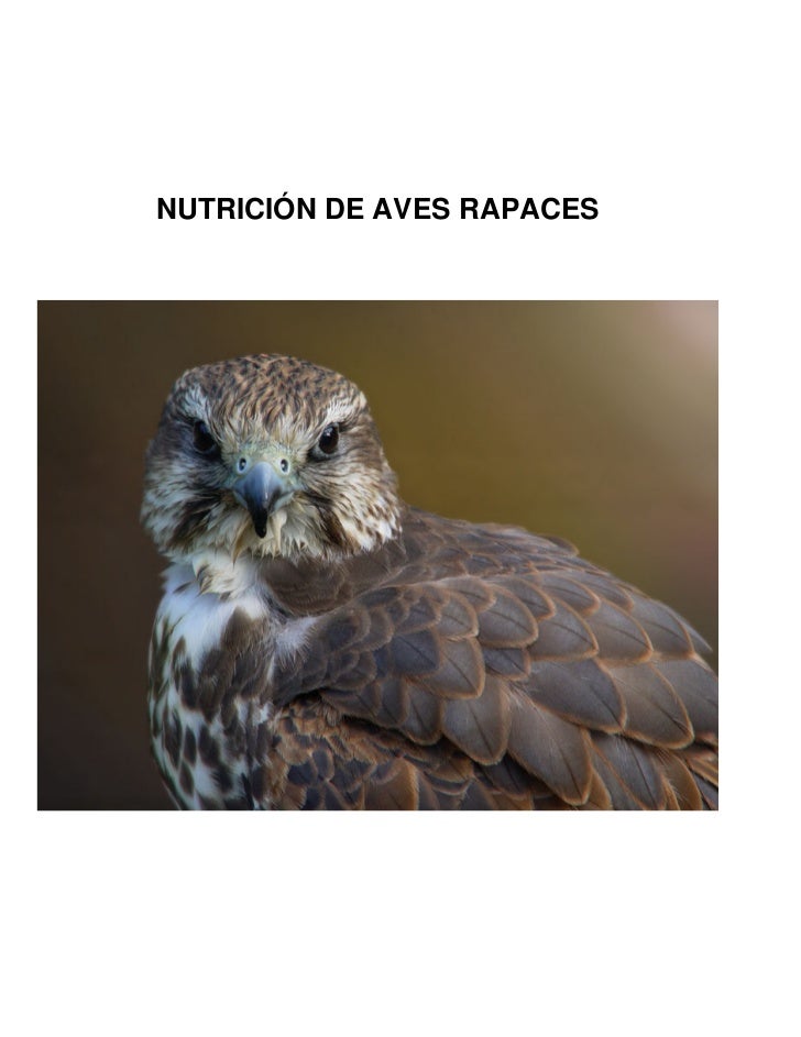 Nutricion De Aves Rapaces