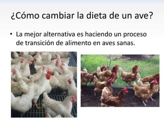 ¿Cómo cambiar la dieta de un ave?
• La mejor alternativa es haciendo un proceso
  de transición de alimento en aves sanas.
 