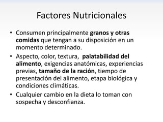 Factores Nutricionales
• Consumen principalmente granos y otras
  comidas que tengan a su disposición en un
  momento determinado.
• Aspecto, color, textura, palatabilidad del
  alimento, exigencias anatómicas, experiencias
  previas, tamaño de la ración, tiempo de
  presentación del alimento, etapa biológica y
  condiciones climáticas.
• Cualquier cambio en la dieta lo toman con
  sospecha y desconfianza.
 