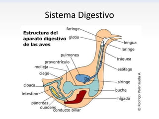 Sistema Digestivo
 