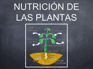 NUTRICIÓN DE
LAS PLANTAS

 