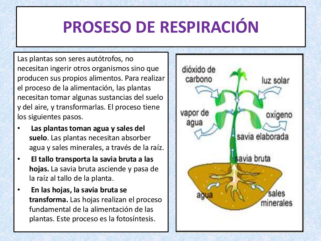 Nutrición de las plantas