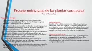 Proceso nutricional de las plantas carnívoras
Parte de Mauricio Ruiz
Plegamiento de hojas:
• 1.-Las plantas carnívoras poseen unas hojas modificadas,
formadas por dos lóbulos en forma de mandíbula con espinas
alargadas y puntiagudas en los extremos.
• 2.-En el centro de cada uno de los dos lóbulos tiene tres pequeños
pelos sensibles que sirven para detectar las presas que llegan
atraídas por una sustancia dulce que segrega la planta.
• 3.-Cuando una presa toca los pelos se activa un proceso de cambio
en la presión del agua interna de la planta y esto hace que se
repliegan los lóbulos, de forma que el insecto queda en el interior
y las espinas de los bordes impiden que escape.
• 4.-Después, el propio movimiento de la presa estimula la
secreción de jugos digestivos que servirán para que el insecto sea
digerido por unas glándulas durante varios días.
• 5.-Una vez finalizado el proceso de digestión, se vuelven a abrir los
lóbulos para dejar la trampa en condiciones de capturar nuevas
presas.
Pelos pegajosos:
Es otro de los hábiles mecanismos utilizados por plantas
carnívoras como las Droseras. Lo primero es engañar al
animal con el mismo señuelo que utilizan las anteriores, un
dulce néctar. En este caso, el animal se queda literalmente
pegado cuando se posa en las hojas de estas plantas.
Hojas en forma de jarra:
Mediante esta modificación de las hojas, la planta genera
una especie de jarra que se llena de agua de lluvia o del
rocío, por lo que los animales atrapados acaban
ahogándose. Este mecanismo lo utilizan plantas carnívoras
del género Sarracenia.
 