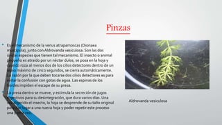 Pinzas
• Es el mecanismo de la venus atrapamoscas (Dionaea
muscipula), junto con Aldrovanda vesiculosa. Son las dos
únicas especies que tienen tal mecanismo. El insecto o animal
pequeño es atraído por un néctar dulce, se posa en la hoja y
cuando roza al menos dos de los cilios detectores dentro de un
lapso máximo de cinco segundos, se cierra automáticamente.
La razón por la que deben tocarse dos cilios detectores es para
evitar la confusión con gotas de agua. Las espinas de los
bordes impiden el escape de su presa.
• La presa dentro se mueve, y estimula la secreción de jugos
digestivos para su desintegración, que dura varios días. Una
vez digerido el insecto, la hoja se desprende de su tallo original
para dar lugar a una nueva hoja y poder repetir este proceso
una y otra vez.
Aldrovanda vesiculosa
 