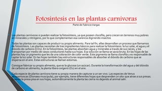 Fotosíntesis en las plantas carnívoras
Parte de Fabricio Vargas
• Las plantas carnívoras si pueden realizar la fotosíntesis, ya que poseen clorofila, pero crecen en terrenos muy pobres
en minerales y nitrógeno, por lo que complementan esa carencia digiriendo insectos
Todas las plantas son capaces de producir su propio alimento. Para tal fin, ellas desarrollan un proceso que llamamos
de fotosíntesis. Las plantas necesitan de tres ingredientes básicos para realizar la fotosíntesis: la luz solar, el agua y el
dióxido de carbono (CO2). En la fotosíntesis, las plantas absorben agua y minerales a través de sus raíces, y los
transportan por medio de vasos conductores hasta sus hojas. Esa solución se llama se savia bruta. En las hojas de las
plantas hay un pigmento que les da una coloración de color verde. Este pigmento se llama clorofila y es responsable de
captar la luz solar. En las hojas también hay estructuras responsables de absorber el dióxido de carbono que se
dispersa en el aire. Estas estructuras se llaman estomas.
Consigue fabricar su propio alimento, que es la glucosa (un azúcar). Durante la transformación del agua y del dióxido
de carbono en alimento, la planta libera oxígeno (O2) en el aire.
Cada especie de planta carnívora tiene su propia manera de capturar a un ser vivo. Las especies deVenus
atrapamoscas (Dionaea muscipula), por ejemplo, tiene diferentes hojas que desprenden un olor que atrae a sus presas.
Cuando la presa pisa en sus hojas, automáticamente la planta las cierra no dejando al animal salir.
 