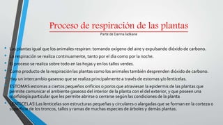 Proceso de respiración de las plantas
Parte de Darma ladkane
• Las plantas igual que los animales respiran: tomando oxígeno del aire y expulsando dióxido de carbono.
• La respiración se realiza continuamente, tanto por el día como por la noche.
• El proceso se realiza sobre todo en las hojas y en los tallos verdes.
• Como producto de la respiración las plantas como los animales también desprenden dióxido de carbono.
• Hay un intercambio gaseoso que se realiza principalmente a través de estomas y/o lenticelas.
• ESTOMAS:estomas a ciertos pequeños orificios o poros que atraviesan la epidermis de las plantas que
permite comunicar el ambiente gaseoso del interior de la planta con el del exterior, y que poseen una
morfología particular que les permite abrirse o cerrarse según las condiciones de la planta
• LENTICELAS:Las lenticelas son estructuras pequeñas y circulares o alargadas que se forman en la corteza o
superficie de los troncos, tallos y ramas de muchas especies de árboles y demás plantas.
 