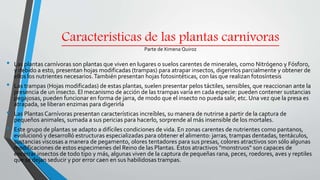 Características de las plantas carnívoras
Parte de Ximena Quiroz
• Las plantas carnívoras son plantas que viven en lugares o suelos carentes de minerales, como Nitrógeno y Fósforo,
y debido a esto, presentan hojas modificadas (trampas) para atrapar insectos, digerirlos parcialmente y obtener de
ellos los nutrientes necesarios.También presentan hojas fotosintéticas, con las que realizan fotosíntesis
• Las trampas (Hojas modificadas) de estas plantas, suelen presentar pelos táctiles, sensibles, que reaccionan ante la
presencia de un insecto. El mecanismo de acción de las trampas varía en cada especie: pueden contener sustancias
pegajosas, pueden funcionar en forma de jarra, de modo que el insecto no pueda salir, etc. Una vez que la presa es
atrapada, se liberan enzimas para digerirla
• Las Plantas Carnívoras presentan características increíbles, su manera de nutrirse a partir de la captura de
pequeños animales, sumada a sus pericias para hacerlo, sorprende al más insensible de los mortales.
• Este grupo de plantas se adapto a difíciles condiciones de vida. En zonas carentes de nutrientes como pantanos,
evolucionó y desarrolló estructuras especializadas para obtener el alimento: jarras, trampas dentadas, tentáculos,
sustancias viscosas a manera de pegamento, olores tentadores para sus presas, colores atractivos son sólo algunas
modificaciones de estos especimenes del Reino de las Plantas. Estos atractivos "monstruos" son capaces de
encerrar insectos de todo tipo y más, algunas viven de la captura de pequeñas rana, peces, roedores, aves y reptiles
que se dejan seducir y por error caen en sus habilidosas trampas.
 
