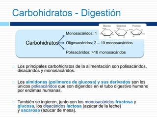 Carbohidratos - Digestión
 Los principales carbohidratos de la alimentación son polisacáridos,
disacáridos y monosacáridos.
 Los almidones (polímeros de glucosa) y sus derivados son los
únicos polisacáridos que son digeridos en el tubo digestivo humano
por enzimas humanas.
 También se ingieren, junto con los monosacáridos fructosa y
glucosa, los disacáridos lactosa (azúcar de la leche)
y sacarosa (azúcar de mesa).
Carbohidratos
Monosacáridos: 1
Oligosacáridos: 2 – 10 monosacáridos
Polisacáridos: >10 monosacáridos
 