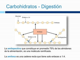 La amilopectina que constituye en promedio 75% de los almidones
de la alimentación, es una molécula ramificada.
La amilosa es una cadena recta que tiene solo enlaces α 1:4.
Carbohidratos - Digestión
 