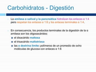  La amilasa α salival y la pancreática hidrolizan los enlaces α 1:4
pero respetan los enlaces α 1:6 y los enlaces terminales α 1:4.
 En consecuencia, los productos terminales de la digestión de la α
amilasa son los oligosacáridos:
 el disacárido maltosa
 el trisacárido maltotriosa
 las α dextrina límite: polímeros de un promedio de ocho
moléculas de glucosa con enlaces α 1:6
Carbohidratos - Digestión
 