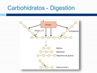 Carbohidratos - Digestión
 