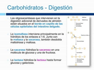  Las oligosacaridasas que intervienen en la
digestión adicional de derivados de almidón
están situados en el borde en cepillo de las
células epiteliales del intestino delgado.
 La isomaltasa interviene principalmente en la
hidrólisis de los enlaces α 1:6. Junto con
la maltasa y la sacarasa, también desdobla
maltotriosa y maltosa.
 La sacarasa hidroliza la sacarosa en una
molécula de glucosa y una de fructosa.
 La lactasa hidroliza la lactosa hasta formar
glucosa y galactosa.
Carbohidratos - Digestión
 
