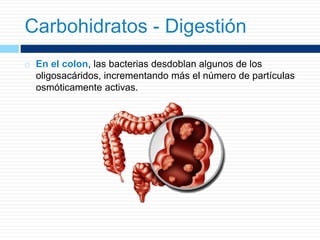  En el colon, las bacterias desdoblan algunos de los
oligosacáridos, incrementando más el número de partículas
osmóticamente activas.
Carbohidratos - Digestión
 