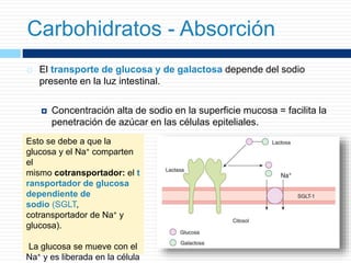 El transporte de glucosa y de galactosa depende del sodio
presente en la luz intestinal.
 Concentración alta de sodio en la superficie mucosa = facilita la
penetración de azúcar en las células epiteliales.
Carbohidratos - Absorción
Esto se debe a que la
glucosa y el Na+ comparten
el
mismo cotransportador: el t
ransportador de glucosa
dependiente de
sodio (SGLT,
cotransportador de Na+ y
glucosa).
La glucosa se mueve con el
Na+ y es liberada en la célula
 