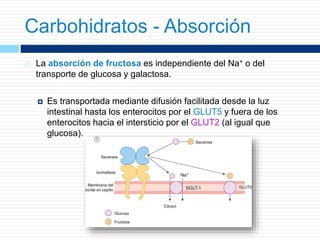  La absorción de fructosa es independiente del Na+ o del
transporte de glucosa y galactosa.
 Es transportada mediante difusión facilitada desde la luz
intestinal hasta los enterocitos por el GLUT5 y fuera de los
enterocitos hacia el intersticio por el GLUT2 (al igual que
glucosa).
Carbohidratos - Absorción
 