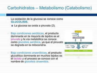  La oxidación de la glucosa se conoce como
GLUCOLISIS.
 La glucosa se oxida a piruvato (2).
 Bajo condiciones aeróbicas, el producto
dominante en la mayoría de tejidos es el
piruvato y la vía metabólica se conoce
como glucolisis aeróbica, ya que el piruvato
se degrada en la mitocondria.
 Bajo condiciones anaeróbicas, el producto
glucolítico dominante en muchos tejidos es
el lactato y el proceso se conoce con el
nombre de glucolisis anaerobia.
Carbohidratos – Metabolismo (Catabolismo)
 