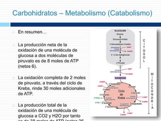  En resumen…
 La producción neta de la
oxidación de una molécula de
glucosa a dos moléculas de
piruvato es de 8 moles de ATP
(netos 6).
 La oxidación completa de 2 moles
de piruvato, a través del ciclo de
Krebs, rinde 30 moles adicionales
de ATP.
 La producción total de la
oxidación de una molécula de
glucosa a CO2 y H2O por tanto
Carbohidratos – Metabolismo (Catabolismo)
 
