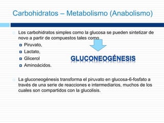  Los carbohidratos simples como la glucosa se pueden sintetizar de
novo a partir de compuestos tales como
 Piruvato,
 Lactato,
 Glicerol
 Aminoácidos.
 La gluconeogénesis transforma el piruvato en glucosa-6-fosfato a
través de una serie de reacciones e intermediarios, muchos de los
cuales son compartidos con la glucolisis.
Carbohidratos – Metabolismo (Anabolismo)
 