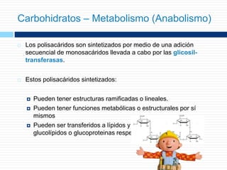  Los polisacáridos son sintetizados por medio de una adición
secuencial de monosacáridos llevada a cabo por las glicosil-
transferasas.
 Estos polisacáridos sintetizados:
 Pueden tener estructuras ramificadas o lineales.
 Pueden tener funciones metabólicas o estructurales por sí
mismos
 Pueden ser transferidos a lípidos y proteínas, dando lugar
glucolípidos o glucoproteinas respectivamente
Carbohidratos – Metabolismo (Anabolismo)
 