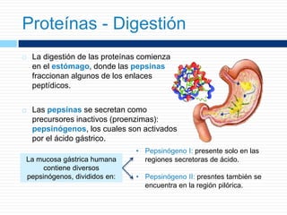  La digestión de las proteínas comienza
en el estómago, donde las pepsinas
fraccionan algunos de los enlaces
peptídicos.
 Las pepsinas se secretan como
precursores inactivos (proenzimas):
pepsinógenos, los cuales son activados
por el ácido gástrico.
Proteínas - Digestión
La mucosa gástrica humana
contiene diversos
pepsinógenos, divididos en:
• Pepsinógeno I: presente solo en las
regiones secretoras de ácido.
• Pepsinógeno II: presntes también se
encuentra en la región pilórica.
 