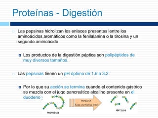  Las pepsinas hidrolizan los enlaces presentes lentre los
aminoácidos aromáticos como la fenilalanina o la tirosina y un
segundo aminoácido
 Los productos de la digestión péptica son polipéptidos de
muy diversos tamaños.
 Las pepsinas tienen un pH óptimo de 1.6 a 3.2
 Por lo que su acción se termina cuando el contenido gástrico
se mezcla con el jugo pancreático alcalino presente en el
duodeno y el yeyuno.
Proteínas - Digestión
 