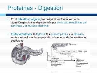  En el intestino delgado, los polipéptidos formados por la
digestión gástrica se digieren más por enzimas proteolíticas del
páncreas y la mucosa intestinal.
 Endopeptidasas: la tripsina, las quimotripsinas y la elastasa
actúan sobre los enlaces peptídicos interiores de las moléculas
peptídicas
Proteínas - Digestión
 