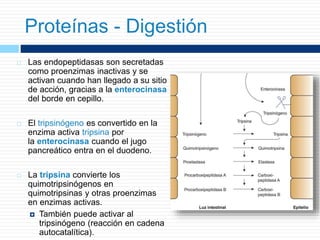  Las endopeptidasas son secretadas
como proenzimas inactivas y se
activan cuando han llegado a su sitio
de acción, gracias a la enterocinasa
del borde en cepillo.
 El tripsinógeno es convertido en la
enzima activa tripsina por
la enterocinasa cuando el jugo
pancreático entra en el duodeno.
 La tripsina convierte los
quimotripsinógenos en
quimotripsinas y otras proenzimas
en enzimas activas.
 También puede activar al
tripsinógeno (reacción en cadena
autocatalítica).
Proteínas - Digestión
 