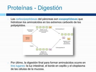  Las carboxipeptidasas del páncreas son exopeptidasas que
hidrolizan los aminoácidos en los extremos carboxilo de los
polipéptidos.
 Por último, la digestión final para formar aminoácidos ocurre en
tres lugares: la luz intestinal, el borde en cepillo y el citoplasma
de las células de la mucosa.
Proteínas - Digestión
 