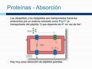  Los dipéptidos y los tripéptidos son transportados hacia los
enterocitos por un sistema conocido como PepT1 (o
transportador del péptido 1) que depende de H+ en vez de Na+.
 Hay muy poca absorción de péptidos grandes.
Proteínas - Absorción
 