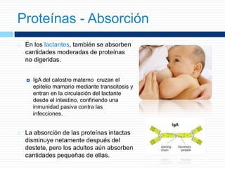  En los lactantes, también se absorben
cantidades moderadas de proteínas
no digeridas.
 IgA del calostro materno cruzan el
epitelio mamario mediante transcitosis y
entran en la circulación del lactante
desde el intestino, confiriendo una
inmunidad pasiva contra las
infecciones.
 La absorción de las proteínas intactas
disminuye netamente después del
destete, pero los adultos aún absorben
cantidades pequeñas de ellas.
Proteínas - Absorción
 
