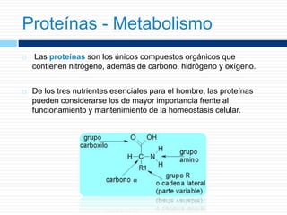  Las proteínas son los únicos compuestos orgánicos que
contienen nitrógeno, además de carbono, hidrógeno y oxígeno.
 De los tres nutrientes esenciales para el hombre, las proteínas
pueden considerarse los de mayor importancia frente al
funcionamiento y mantenimiento de la homeostasis celular.
Proteínas - Metabolismo
 