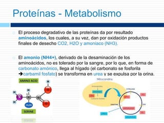 El proceso degradativo de las proteínas da por resultado
aminoácidos, los cuales, a su vez, dan por oxidación productos
finales de desecho CO2, H2O y amoniaco (NH3).
 El amonio (NH4+), derivado de la desaminación de los
aminoácidos, no es tolerado por la sangre, por lo que, en forma de
carbonato amónico, llega al hígado (el carbonato se fosforila
carbamil fosfato) se transforma en urea y se expulsa por la orina.
Proteínas - Metabolismo
 