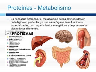  Es necesario diferenciar el metabolismo de los aminoácidos en
cada tejido en particular, ya que cada órgano tiene funciones
especializadas, con requerimientos energéticos y de precursores
biosintéticos diferentes.
Proteínas - Metabolismo
 
