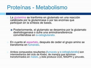  La glutamina se tranforma en glutamato en una reacción
catalizada por la glutaminasa o por las enzimas que
participan en la síntesis de bases.
 Posteriormente, el glutamato se desamina por la glutamato
deshidrogenasa o sufre una aminotransferencia
convirtiéndose en α-cetoglutarato.
 En cuanto al aspartato, después de ceder el grupo amino se
transforma en fumarato.
 Ambos compuestos resultantes (fumarato y α-cetoglutarato) son
intermediarios del ciclo de Krebs, de manera que terminan
transformados en malato, y éste produce CO2, NADPH y piruvato.
Proteínas - Metabolismo
 