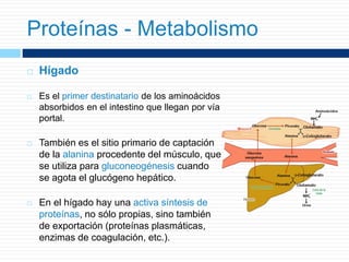  Hígado
 Es el primer destinatario de los aminoácidos
absorbidos en el intestino que llegan por vía
portal.
 También es el sitio primario de captación
de la alanina procedente del músculo, que
se utiliza para gluconeogénesis cuando
se agota el glucógeno hepático.
 En el hígado hay una activa síntesis de
proteínas, no sólo propias, sino también
de exportación (proteínas plasmáticas,
enzimas de coagulación, etc.).
Proteínas - Metabolismo
 
