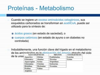  Cuando se ingiere un exceso aminoácidos cetogénicos, sus
esqueletos carbonados se transforman en acetilCoA, puede ser
utilizado para la síntesis de:
 ácidos grasos (en estado de saciedad), o
 cuerpos cetónicos (en estado de ayuno o en diabetes no
controlada)
 Indudablemente, una función clave del hígado en el metabolismo
de los aminoácidos es la eliminación del amonio através del ciclo
de la urea.
Proteínas - Metabolismo
 