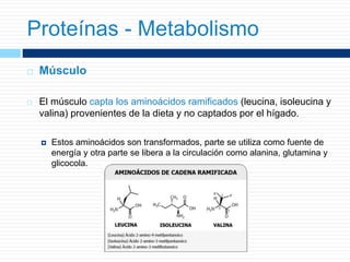  Músculo
 El músculo capta los aminoácidos ramificados (leucina, isoleucina y
valina) provenientes de la dieta y no captados por el hígado.
 Estos aminoácidos son transformados, parte se utiliza como fuente de
energía y otra parte se libera a la circulación como alanina, glutamina y
glicocola.
Proteínas - Metabolismo
 