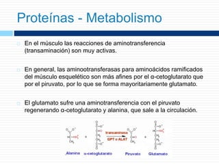  En el músculo las reacciones de aminotransferencia
(transaminación) son muy activas.
 En general, las aminootransferasas para aminoácidos ramificados
del músculo esquelético son más afines por el α-cetoglutarato que
por el piruvato, por lo que se forma mayoritariamente glutamato.
 El glutamato sufre una aminotransferencia con el piruvato
regenerando α-cetoglutarato y alanina, que sale a la circulación.
Proteínas - Metabolismo
 