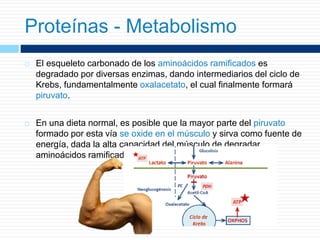  El esqueleto carbonado de los aminoácidos ramificados es
degradado por diversas enzimas, dando intermediarios del ciclo de
Krebs, fundamentalmente oxalacetato, el cual finalmente formará
piruvato.
 En una dieta normal, es posible que la mayor parte del piruvato
formado por esta vía se oxide en el músculo y sirva como fuente de
energía, dada la alta capacidad del músculo de degradar
aminoácidos ramificados.
Proteínas - Metabolismo
 