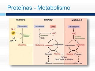 Proteínas - Metabolismo
 