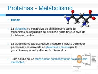  Riñón
 La glutamina se metaboliza en el riñón como parte del
mecanismo de regulación del equilibrio ácido-base, a nivel de
los túbulos renales.
 La glutamina es captada desde la sangre e incluso del filtrado
glomerular y se convierte en glutamato y amonio por la
glutaminasa que se localiza en la mitocondria.
 Este es uno de los mecanismos compensatorios en la acidosis
metabólica.
Proteínas - Metabolismo
 