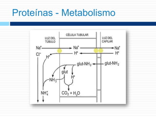 Proteínas - Metabolismo
 