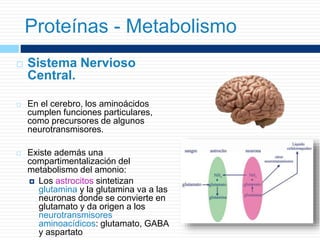  Sistema Nervioso
Central.
 En el cerebro, los aminoácidos
cumplen funciones particulares,
como precursores de algunos
neurotransmisores.
 Existe además una
compartimentalización del
metabolismo del amonio:
 Los astrocitos sintetizan
glutamina y la glutamina va a las
neuronas donde se convierte en
glutamato y da origen a los
neurotransmisores
aminoacídicos: glutamato, GABA
y aspartato
Proteínas - Metabolismo
 