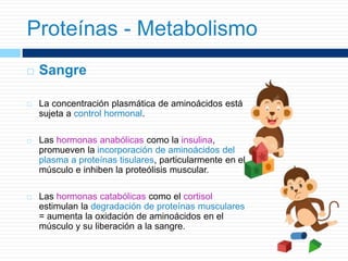  Sangre
 La concentración plasmática de aminoácidos está
sujeta a control hormonal.
 Las hormonas anabólicas como la insulina,
promueven la incorporación de aminoácidos del
plasma a proteínas tisulares, particularmente en el
músculo e inhiben la proteólisis muscular.
 Las hormonas catabólicas como el cortisol
estimulan la degradación de proteínas musculares
= aumenta la oxidación de aminoácidos en el
músculo y su liberación a la sangre.
Proteínas - Metabolismo
 