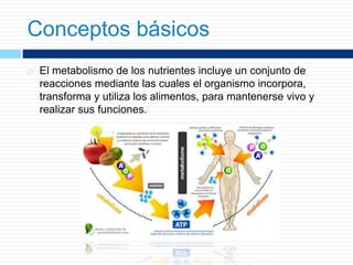 Conceptos básicos
 El metabolismo de los nutrientes incluye un conjunto de
reacciones mediante las cuales el organismo incorpora,
transforma y utiliza los alimentos, para mantenerse vivo y
realizar sus funciones.
 