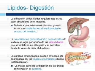  La utilización de los lípidos requiere que éstos
sean absorbidos en el intestino.
 Debido a que estas moléculas son grasas,
éstas son insolubles en el medioambiente
acuoso del intestino.
 La solubilización (emulsificación) de los lípidos de
la dieta se logra por acción de las sales biliares
que se sintetizan en el hígado y se secretan
desde la vesícula biliar al duodeno.
 Las grasas emulsificadas pueden entonces ser
degradadas por las lipasas pancreáticas (lipasa y
fosfolipasa A2).
 La mayor parte de la digestión de las grasas
comienza en el duodeno.
Lípidos- Digestión
 