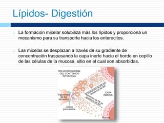  La formación micelar solubiliza más los lípidos y proporciona un
mecanismo para su transporte hacia los enterocitos.
 Las micelas se desplazan a través de su gradiente de
concentración traspasando la capa inerte hacia el borde en cepillo
de las células de la mucosa, sitio en el cual son absorbidas.
Lípidos- Digestión
 