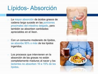  La mayor absorción de ácidos grasos de
cadena larga sucede en las porciones
proximales del intestino delgado, pero
también se absorben cantidades
apreciables en el íleon.
 Con un consumo moderado de lípidos,
se absorbe 95% o más de los lípidos
ingeridos.
 Los procesos que intervienen en la
absorción de las grasas no están
completamente maduros al nacer y los
lactantes no absorben 10 a 15% de los
lípidos.
Lípidos- Absorción
 