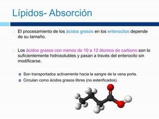  El procesamiento de los ácidos grasos en los enterocitos depende
de su tamaño.
 Los ácidos grasos con menos de 10 a 12 átomos de carbono son lo
suficientemente hidrosolubles y pasan a través del enterocito sin
modificarse.
 Son transportados activamente hacia la sangre de la vena porta.
 Circulan como ácidos grasos libres (no esterificados).
Lípidos- Absorción
 
