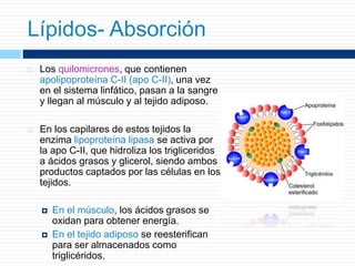  Los quilomicrones, que contienen
apolipoproteína C-II (apo C-II), una vez
en el sistema linfático, pasan a la sangre
y llegan al músculo y al tejido adiposo.
 En los capilares de estos tejidos la
enzima lipoproteína lipasa se activa por
la apo C-II, que hidroliza los trigliceridos
a ácidos grasos y glicerol, siendo ambos
productos captados por las células en los
tejidos.
 En el músculo, los ácidos grasos se
oxidan para obtener energía.
 En el tejido adiposo se reesterifican
para ser almacenados como
triglicéridos.
Lípidos- Absorción
 